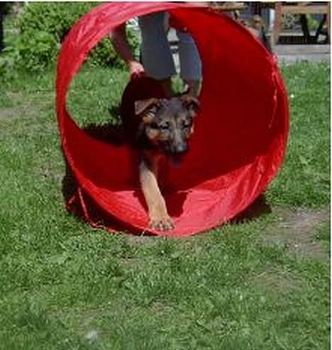 Schæferhund  Schila   billede 9