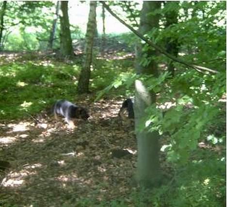 Schæferhund  Schila   - dejligt med en tur i skoven billede 10