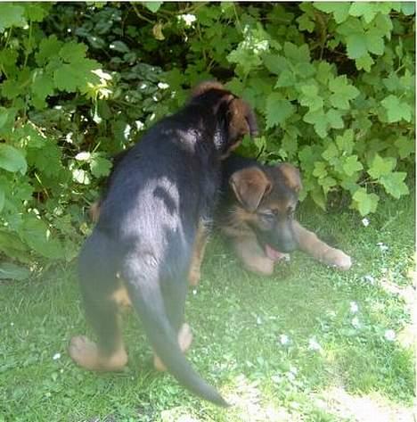 Schæferhund  Schila   billede 11