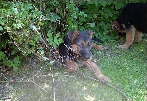 Schæferhund  Schila   - det min pind har selv fundet den billede 12
