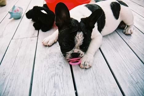 Fransk bulldog gizmo loke - nu ligner jeg vist en rigtig baby -smil- billede 13