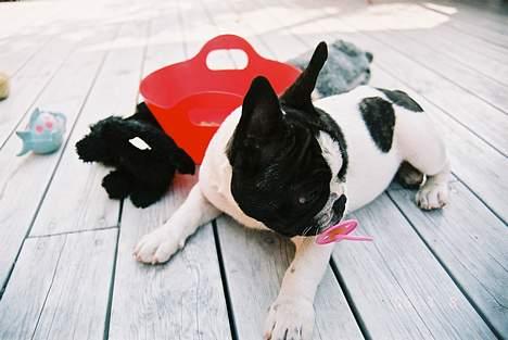 Fransk bulldog gizmo loke - ser jeg ik´ sød ud? billede 14