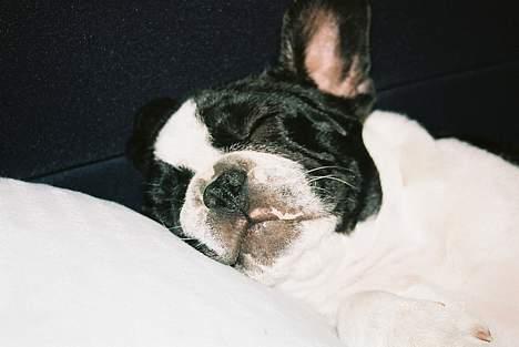 Fransk bulldog gizmo loke - tager mig lige en lur på havebænken... billede 15