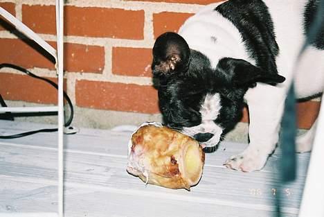 Fransk bulldog gizmo loke - mums... mit allerførste kødben. billede 16