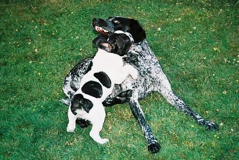 Fransk bulldog gizmo loke - Her er mig og  min allerbedste ven,- hønsehunden Nikke... billede 17