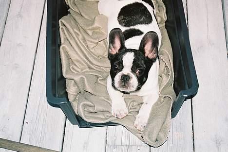 Fransk bulldog gizmo loke - Ligger i min kurv og kigger spændt op på kameraet... billede 18