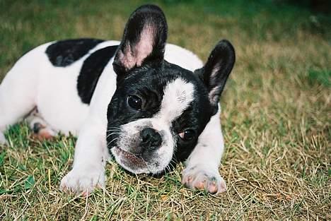 Fransk bulldog gizmo loke - Nu har jeg lige fundet noget at tygge i, men jeg tygger vist i alt, siger min mor, billede 19