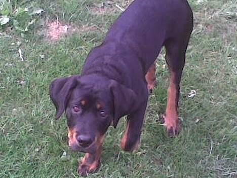 Rottweiler Samson - Var der nogen der ville mig noget? billede 10