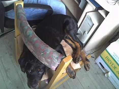 Rottweiler Samson - Hvorfor ligge på gulvet, når jeg selv kan komme op på stolen??! billede 11