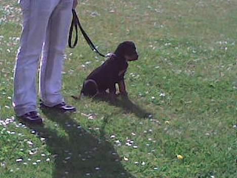 Rottweiler Samson - Jeg kan godt sidde pænt til hundetræning billede 12