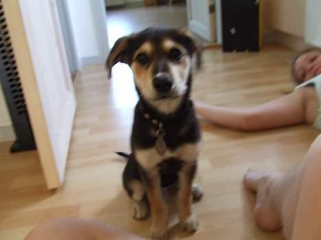 Blanding af racer Mille - Halløjsa...  billede 11