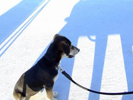 Blanding af racer Mille - Stranden det er godt... hvornår skal vi i vandet? billede 12