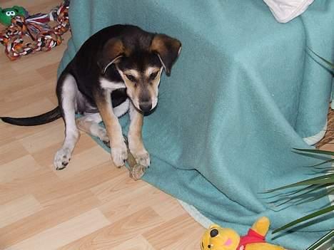 Blanding af racer Mille - Det er min knogle... Hm billede 13