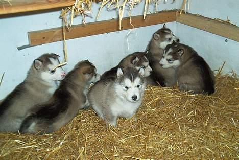 Alaskan malamute Tito billede 2