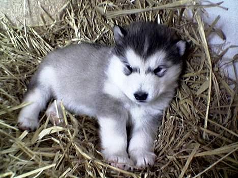 Alaskan malamute Tito billede 3