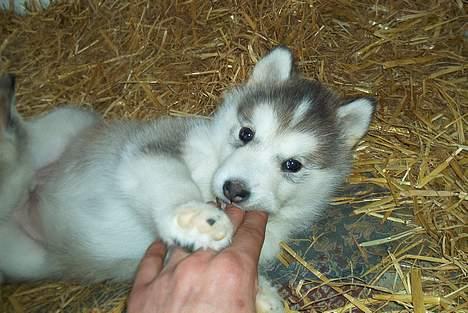 Alaskan malamute Tito billede 4