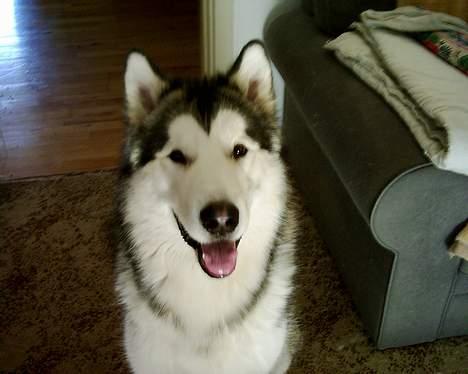 Alaskan malamute Tito billede 5