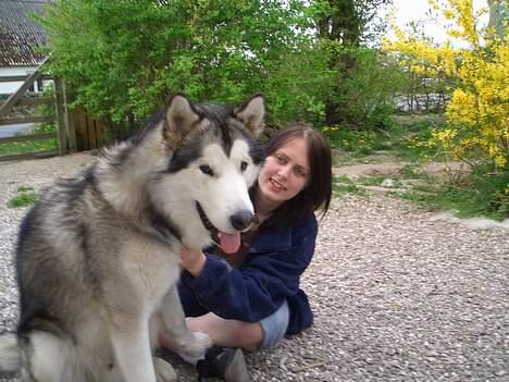 Alaskan malamute Tito billede 6