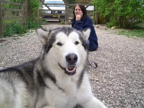 Alaskan malamute Tito billede 7