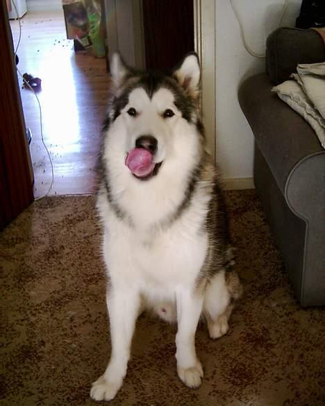 Alaskan malamute Tito billede 8