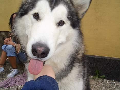 Alaskan malamute Tito billede 1