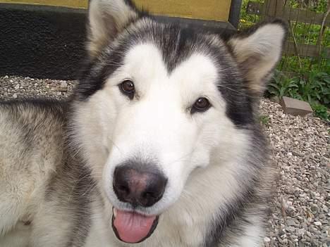 Alaskan malamute Tito billede 9