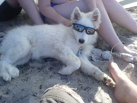 Samojedhund Igglo - Er jeg ikke bare sej??? billede 4