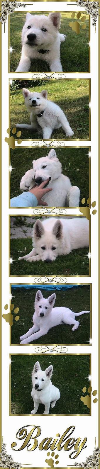 Hvid schæfer bailey the trucker baby! (død) - hva så der! lavet af maxie og silche billede 3