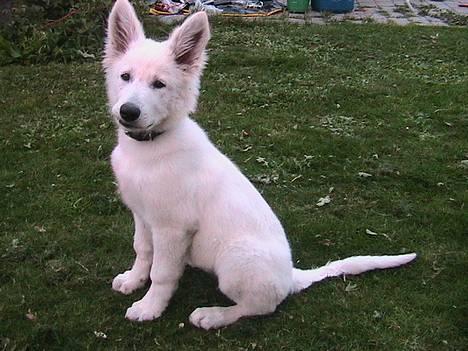 Hvid schæfer bailey the trucker baby! (død) - smuk og farlig! billede 5