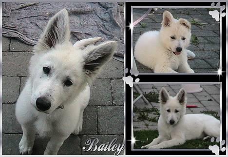 Hvid schæfer bailey the trucker baby! (død) - hvad har du der? billede af maxie og silche billede 6