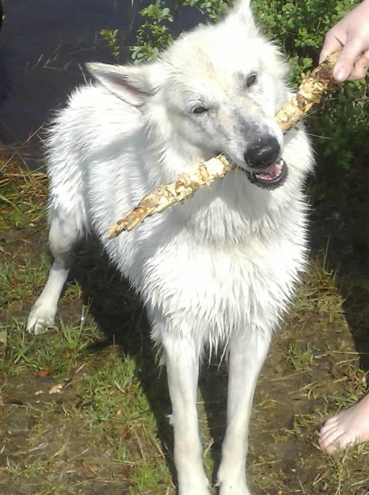 Hvid schæfer bailey the trucker baby! (død) - titte lit billede 7