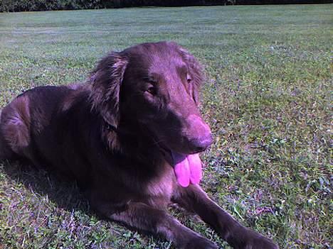 Flat coated retriever zake billede 2