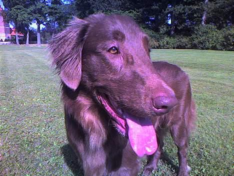 Flat coated retriever zake billede 3