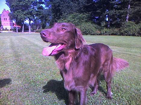 Flat coated retriever zake billede 4