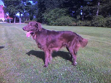 Flat coated retriever zake billede 7
