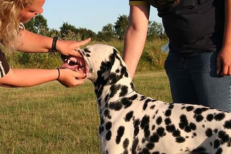 Dalmatiner Curias Taco n' Tequila  - Viser mine bisser billede 14