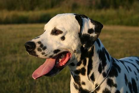 Dalmatiner Curias Taco n' Tequila  - lækkermås billede 15