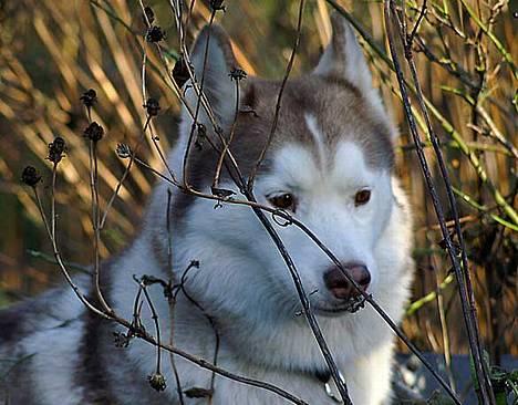 Siberian husky DKCH LP1 "Mira" billede 14