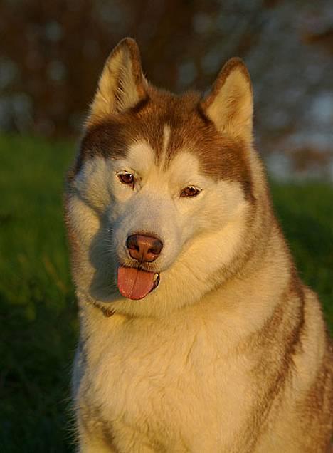 Siberian husky DKCH LP1 "Mira" billede 15