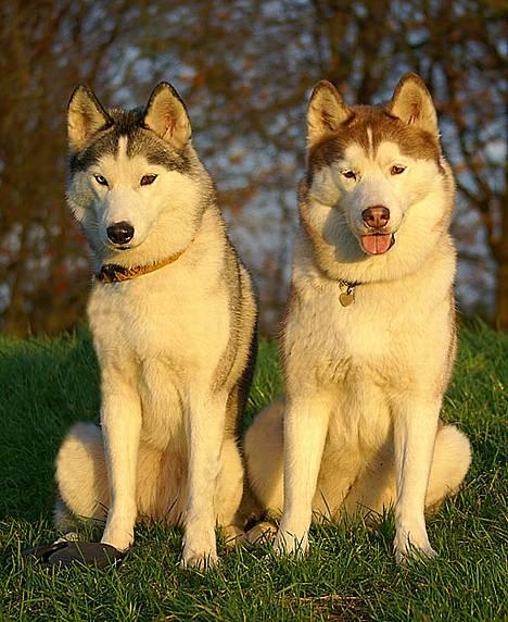 Siberian husky DKCH LP1 "Mira" - mor og datter i efterårssolen billede 16