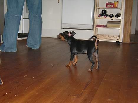 Dvaergpinscher Rødkilde's Chico - Mon far taber noget jeg kan spise?? billede 2