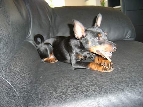 Dvaergpinscher Rødkilde's Chico billede 3