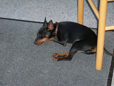 Dvaergpinscher Rødkilde's Chico - Ih hvor er det hårdt at være i sommerhus... "zzzzz" billede 4