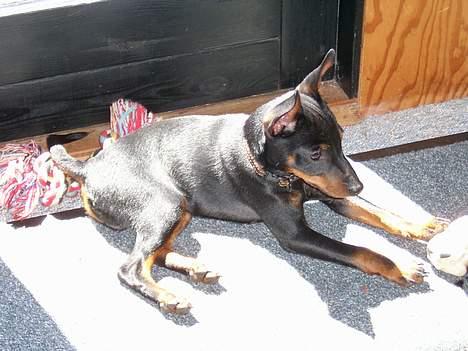 Dvaergpinscher Rødkilde's Chico - Så er det dejligt med en lur i solen... billede 5