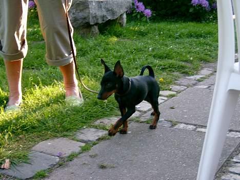 Dvaergpinscher Rødkilde's Chico - Ja ja ska`nok gå fint med mormor... billede 6