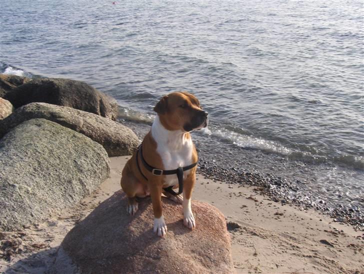 Blanding af racer Tazzi, Amstaff/am bulldog - Nyt!!!!  feb 08 billede 1