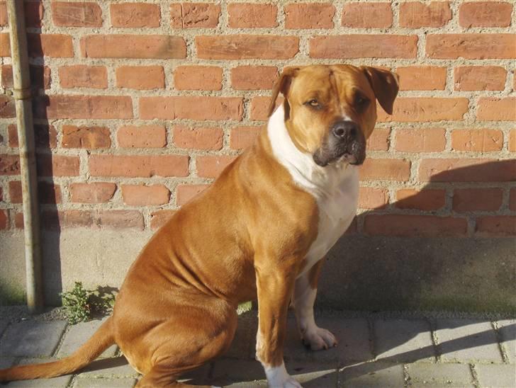 Blanding af racer Tazzi, Amstaff/am bulldog - Nyt!!!!!  feb 08 billede 2