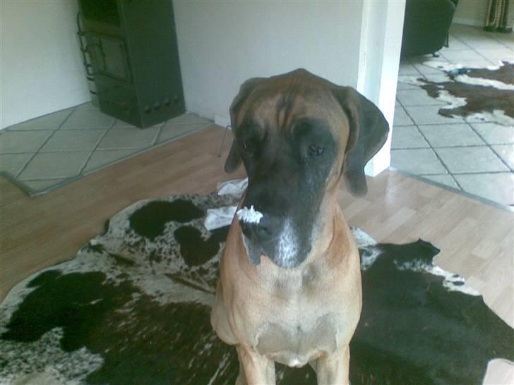 Grand danois Bufas - RIS???   HVOR? billede 10