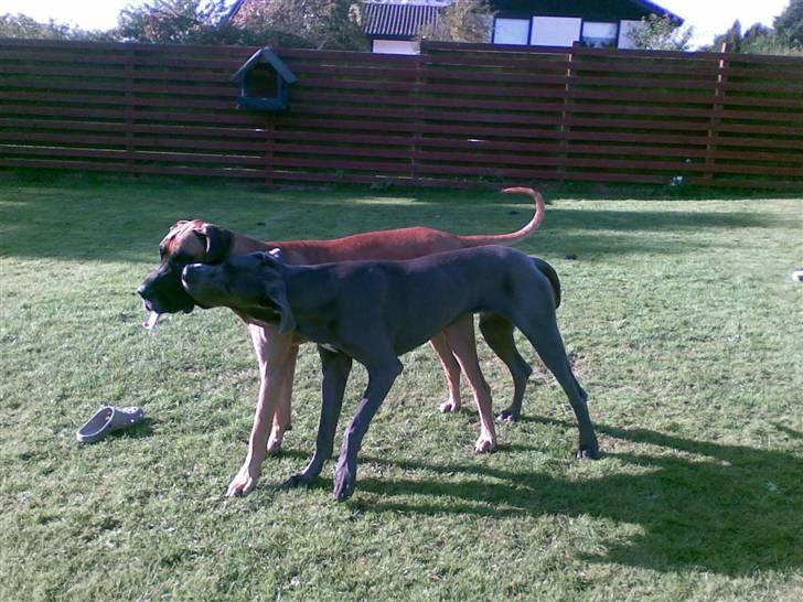 Grand danois Bufas - drengene i haven billede 11