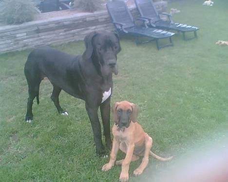 Grand danois Bufas - mig og brormand billede 12